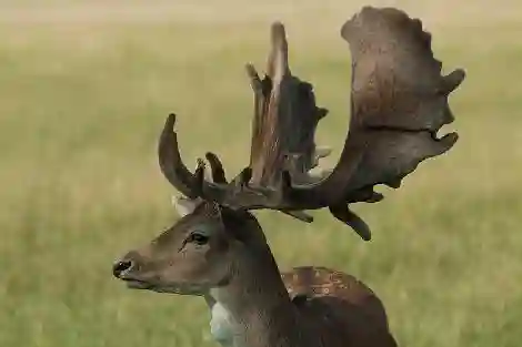 Fallow deer and red deer breeding - JAR farm