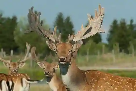 Animals in the enclosure