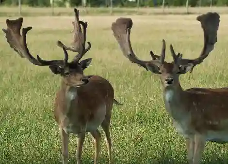 Deer breeding