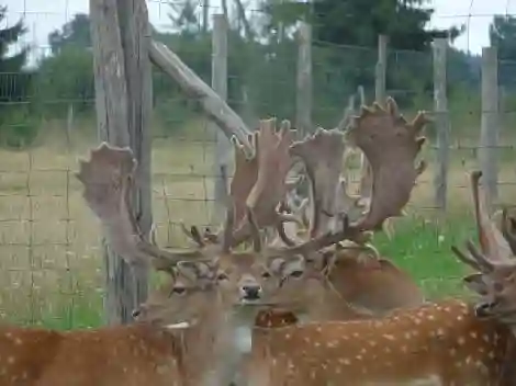 Red deer on the farm