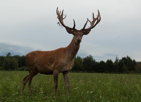 JAR Deer breeding Fallow deer breeding Poland