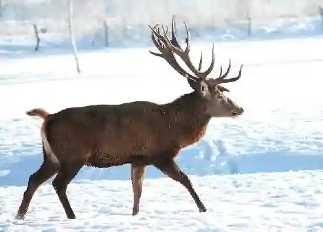Red deer breeding